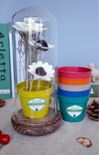 迷你彩色小花盆多肉植物花盆環保降解 容器園藝高清圖片 高清大圖